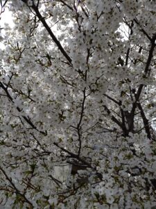 今年度の空きについて